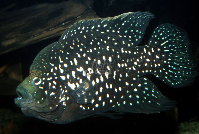 Paratilapia polleni sp. Akandra