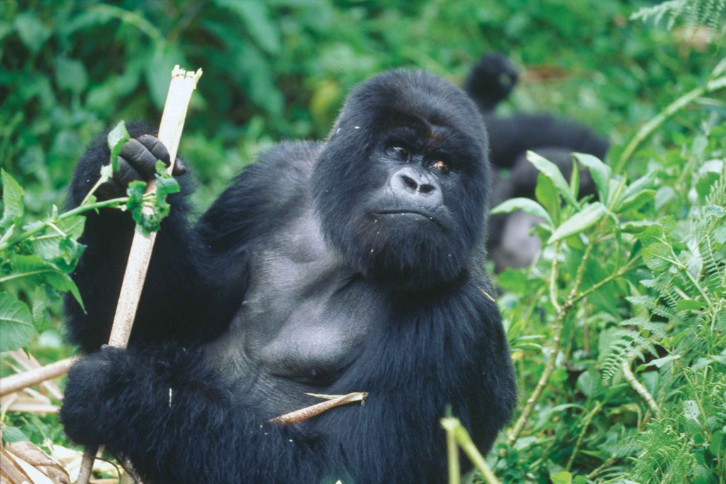 Gorille des montagnes (Gorilla beringei)