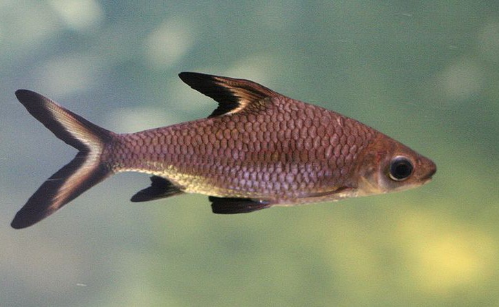 Balantiocheilos melanopterus - tiburón plata