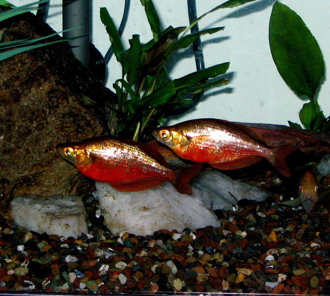 Glossolepis incisus