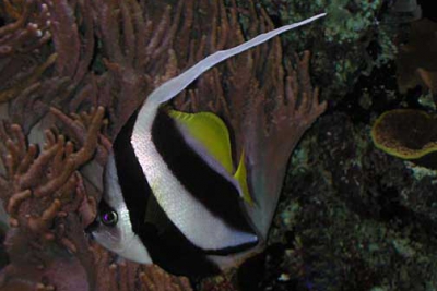 Heniochus diphreutes