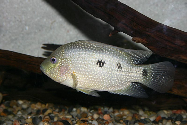Herichthys cyanoguttatus