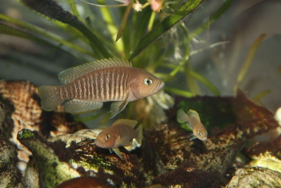 Neolamprologus multifasciatus Cichlidae