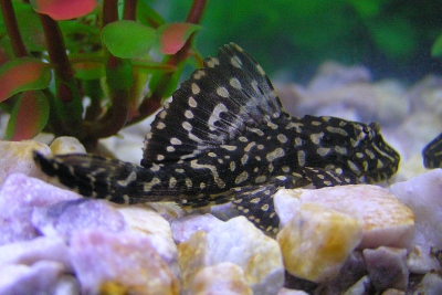 L001 Loricariidae