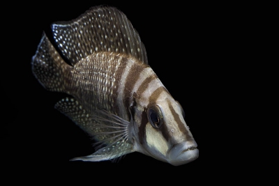 Altolamprologus calvus Cichlidae