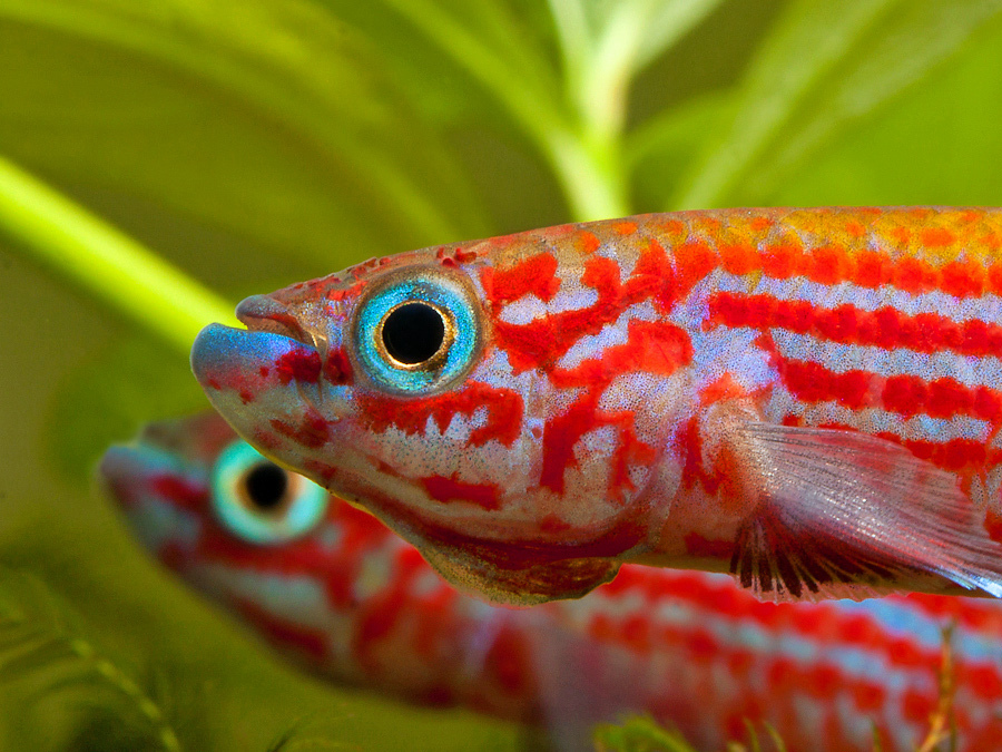 Aphyosemion ogoense