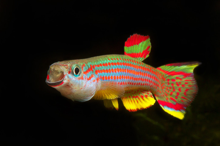 Aphyosemion striatum - killi rayado