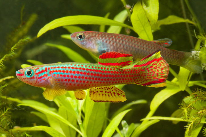 Aphyosemion striatum - killi rayado