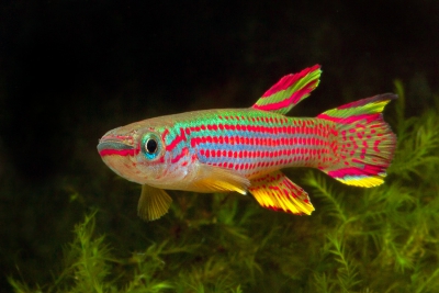 poisson du paradis ou killi rayé Nothobranchiidae
