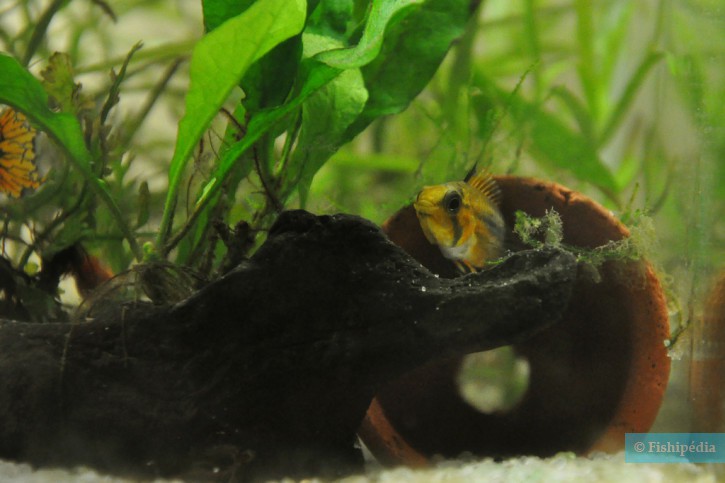 Apistogramma cacatuoides