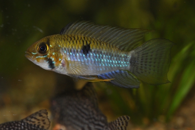 Apistogramma steindachneri Cichlidae