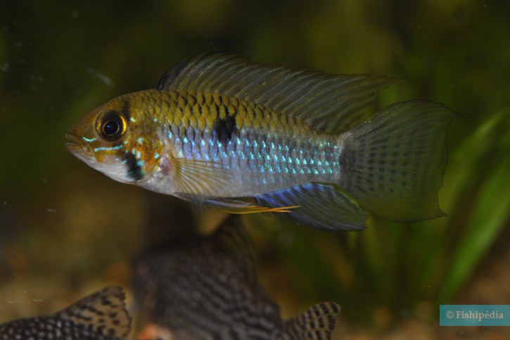 Apistogramma steindachneri