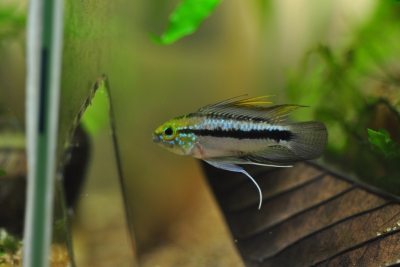 Apistogramma trifasciata