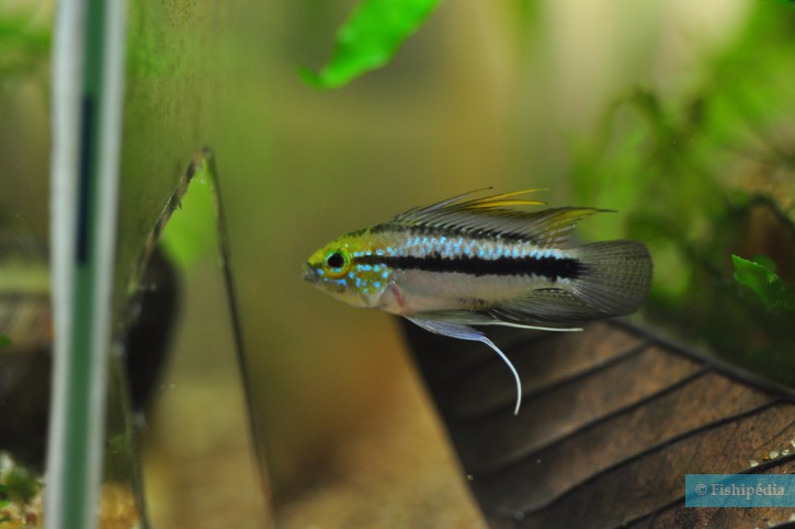 Apistogramma trifasciata