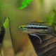 picture of Apistogramma trifasciata