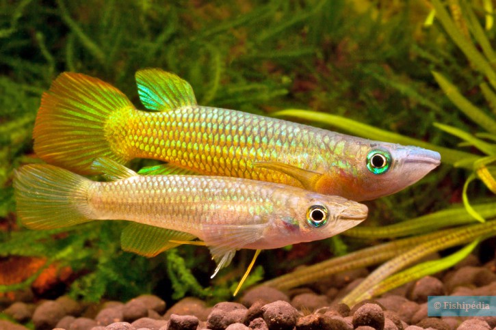 Aplocheilus lineatus - panchax rayado