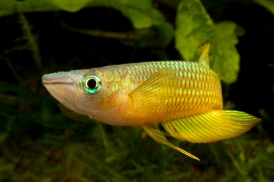 panchax rayado Aplocheilidae