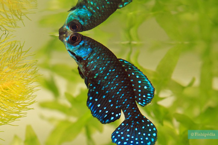 Austrolebias nigripinnis - killi perla