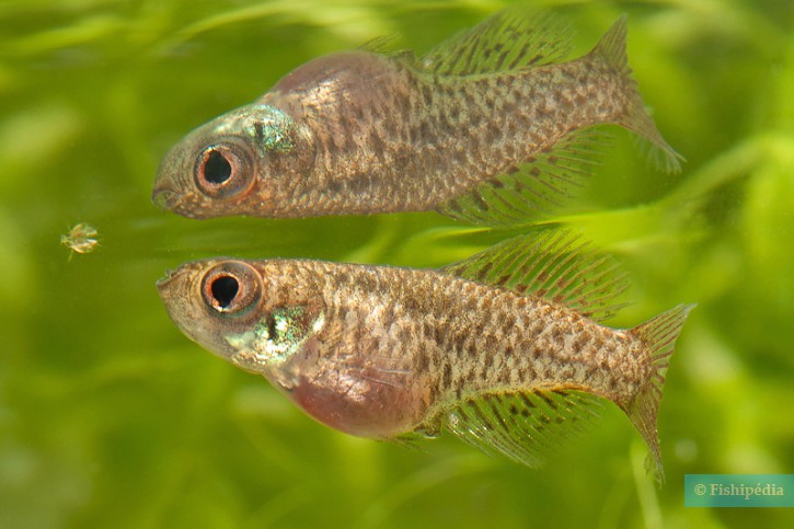 Austrolebias nigripinnis - killi perla