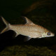 picture of Balantiocheilos melanopterus