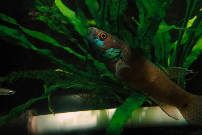 Betta gladiator Osphronemidae