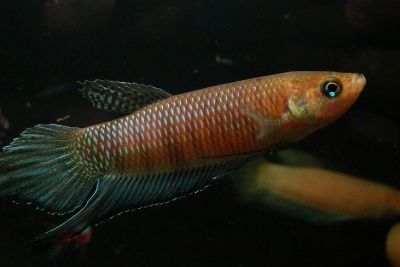 Betta bellica Osphronemidae