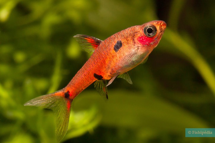 Boraras maculatus - rasbora enana