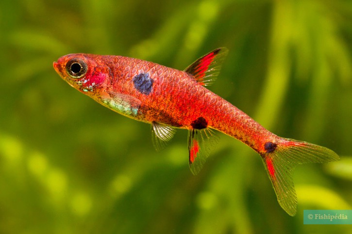 Boraras maculatus - rasbora enana