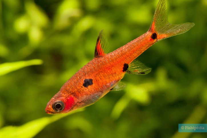 Boraras maculatus - rasbora enana