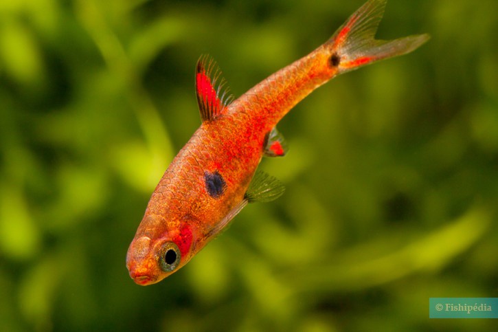Boraras maculatus - rasbora enana