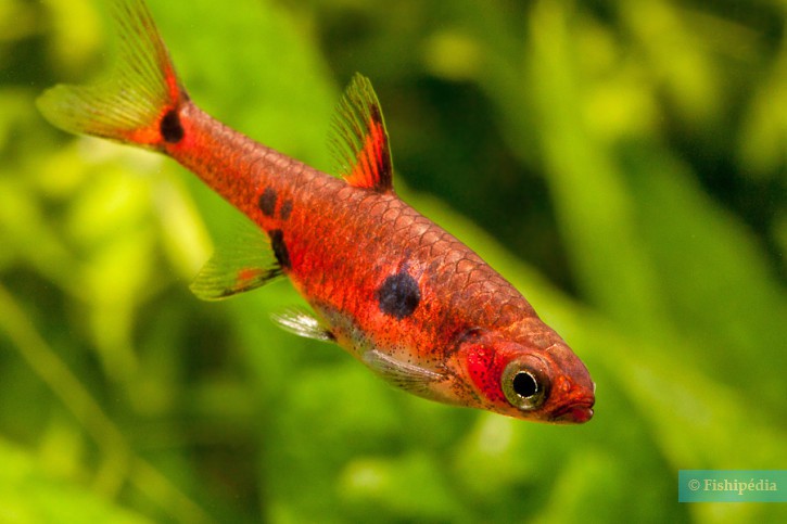 Boraras maculatus - rasbora enana