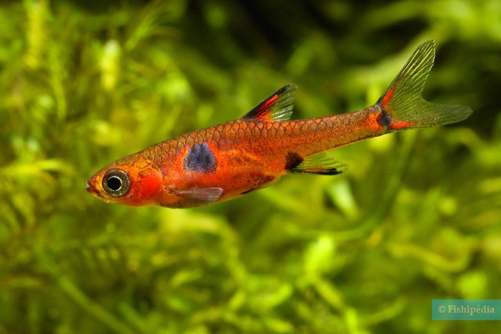 Boraras maculatus - rasbora enana