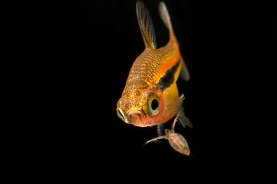 Boraras urophthalmoides