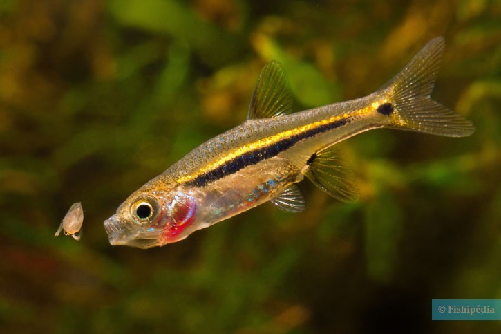 Boraras urophthalmoides