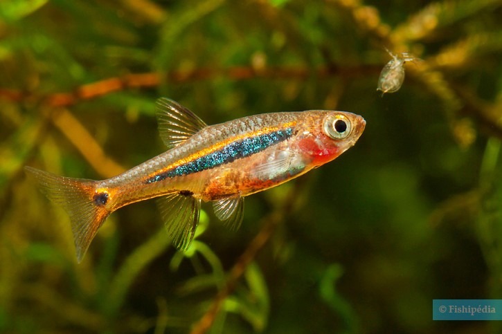 Boraras urophthalmoides