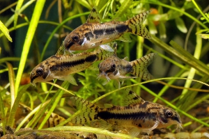 Corydoras habrosus