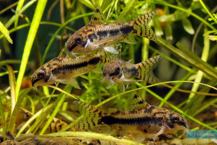 Corydoras habrosus