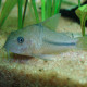 picture of Corydoras nattereri