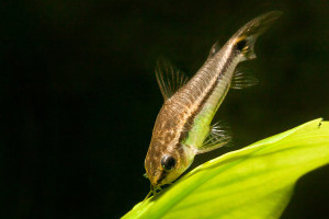 Corydoras pygmaeus