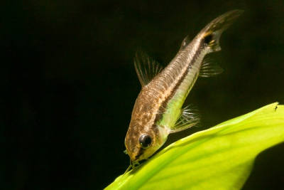 Corydora pigmea Callichthyidae