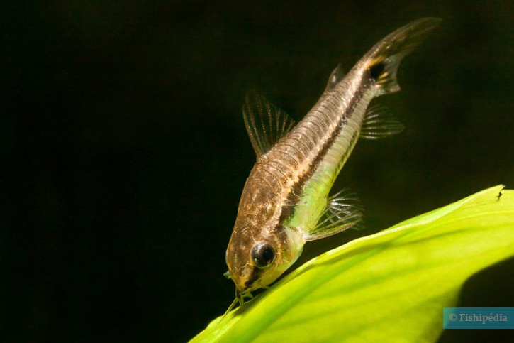 Corydoras pygmaeus