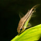 picture of Corydoras pygmaeus