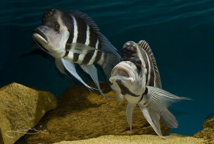 Cyphotilapia gibberosa