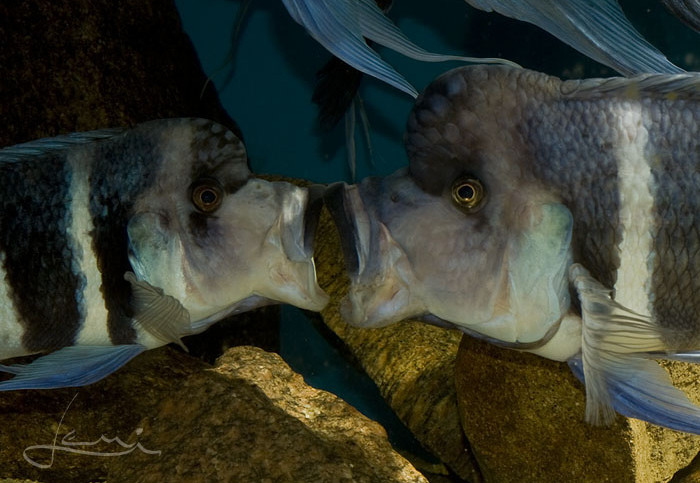 Cyphotilapia gibberosa