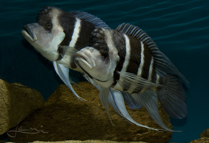 Cyphotilapia gibberosa