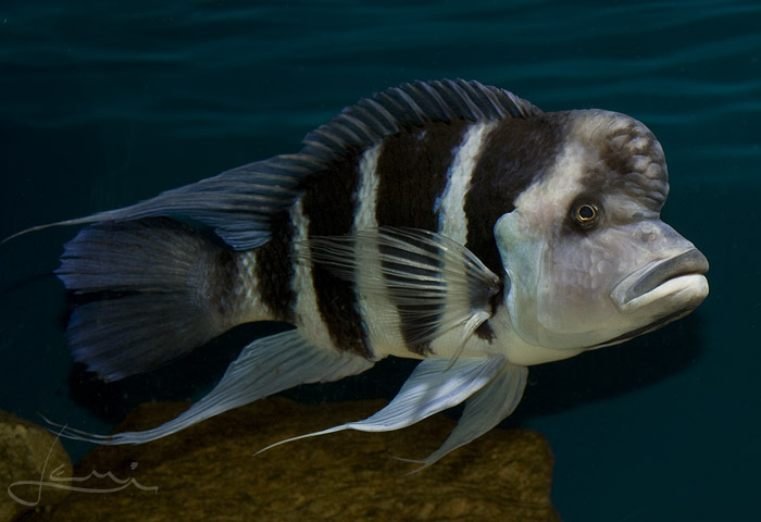 Cyphotilapia gibberosa