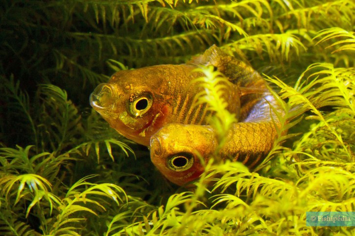 Celestichthys erythromicron - microrasbora esmeralda