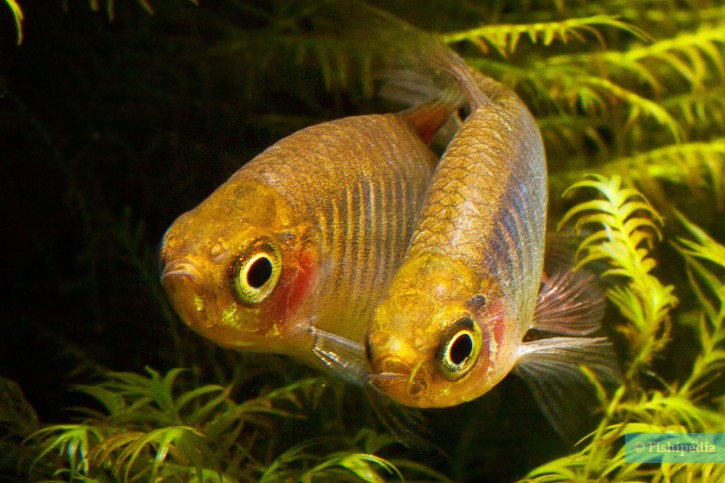 Celestichthys erythromicron - microrasbora esmeralda