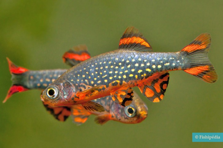 Danio margaritatus - microrasbora galaxy