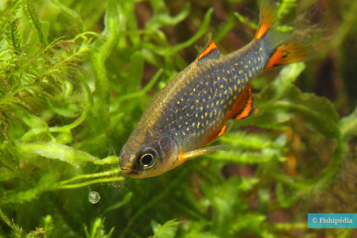 Danio margaritatus - microrasbora galaxy